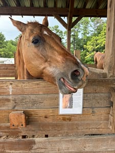 Welcome to Our New Website | Dream Catcher Stables